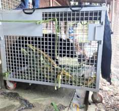 Bear transferred from bile farm to rescue center