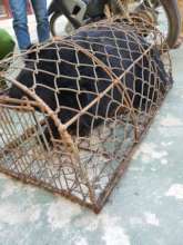 Bear cub rescued in ENV sting operation