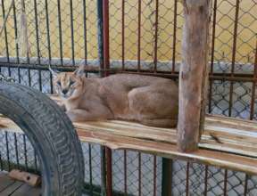 First-ever caracal confiscated in Vietnam