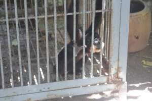 Gibbon confiscated from coffee shop