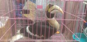 Hornbill rescued in HCMC August 2021