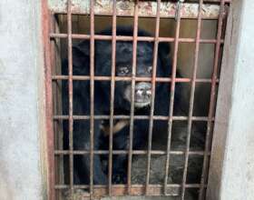 One of nine bears transferred in Binh Duong