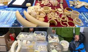 Ivory seized from jewelry shop, Dec 2022