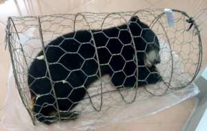 Bear trafficker gets 1.5 years in prison