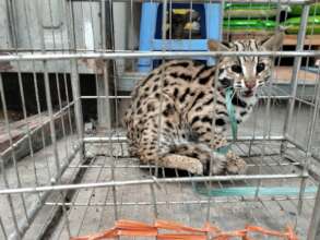 Leopard cat confiscated following 'lost cat' post