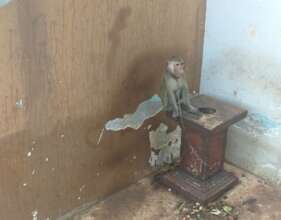 Macaque confiscated in Dak Lak, July 2022