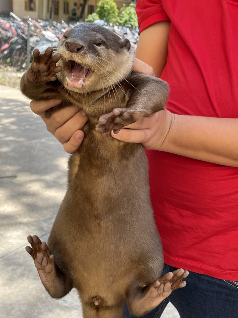 Otter saved from online trafficker after ENV sting