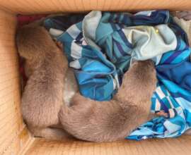 Otter pups rescued after social media advert