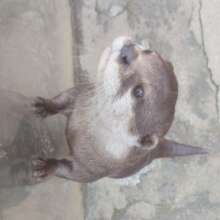 Otter voluntarily transferred from zoo, Oct 2022