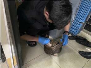 Authorities in Gia Lai seized a Sunda pangolin