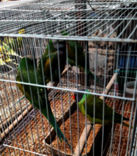 Parakeets sold at bonsai market in Hanoi