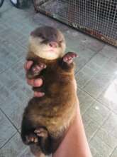 Otter confiscated