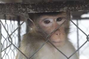 Macaque confiscated from cafe, August 2022