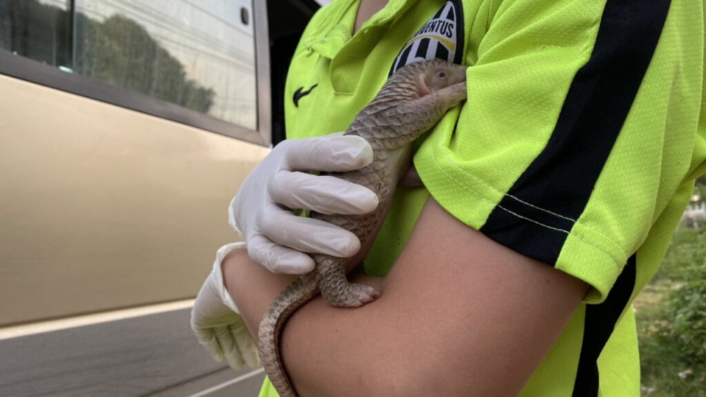 Sunda pangolin rescued and voluntarily transferred