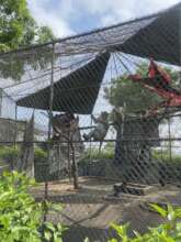 Long-tailed macaques transferred to rescue center
