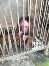 Stump-tailed macaque confiscated from pagoda