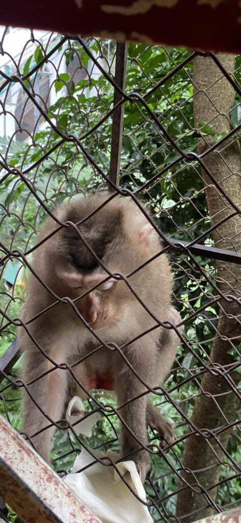 Pig-tailed macaque voluntarily transferred