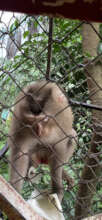Pig-tailed macaque voluntarily transferred