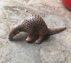 Young Chinese pangolin rescued in April 2021