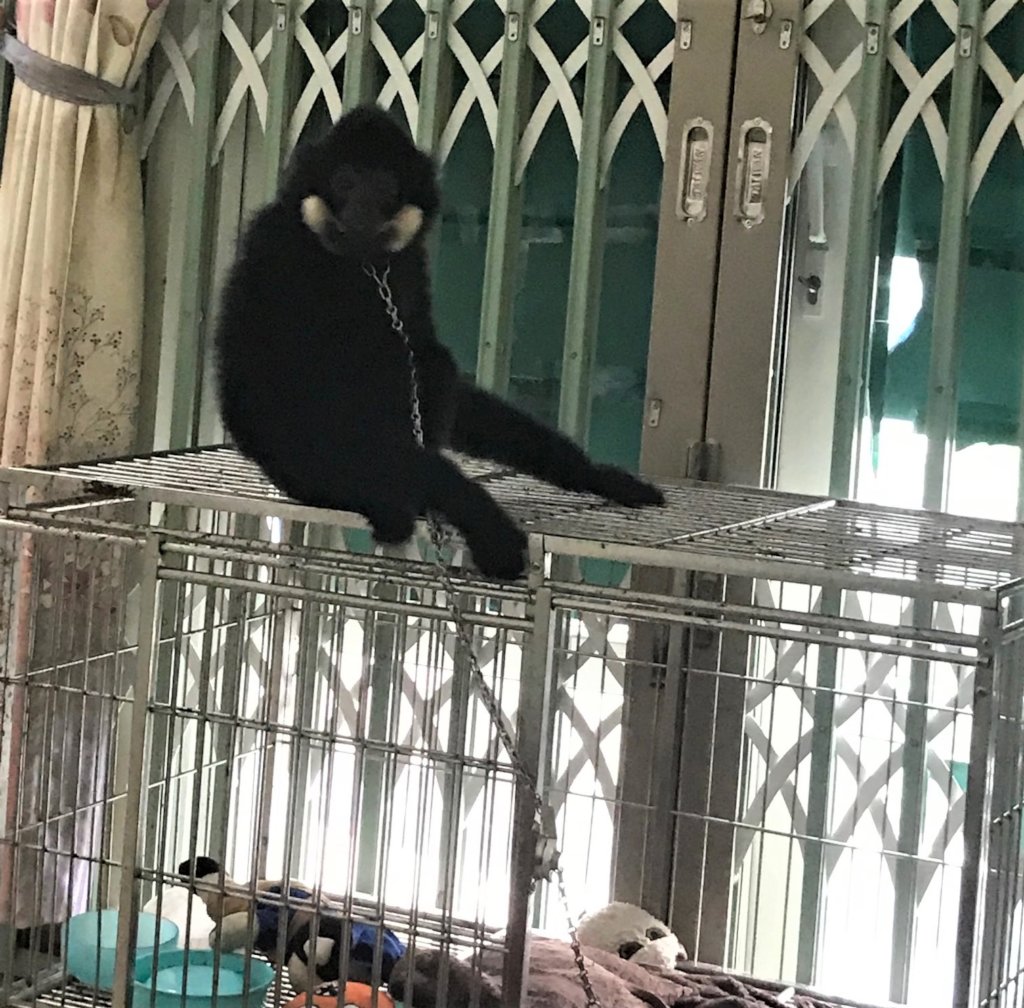 Southern buff-cheeked gibbon reported and rescued