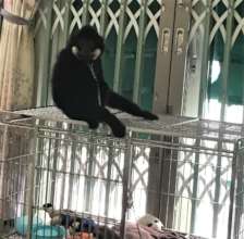 Southern buff-cheeked gibbon reported and rescued