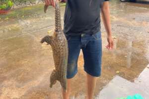 Sunda pangolin confiscated from online seller