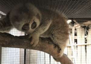 Bengal slow loris rescued in September ENV sting