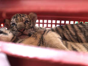 Tiger cub rescued August 2021