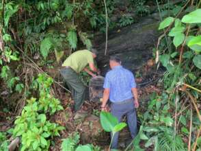 Two rescued macaques being released in a forest