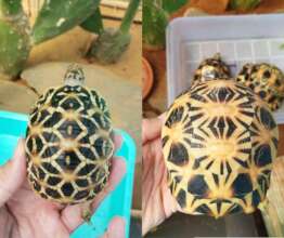 64 tortoises seized following advert on Facebook