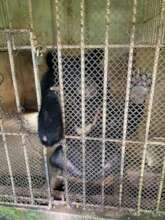 Bear voluntarily transferred