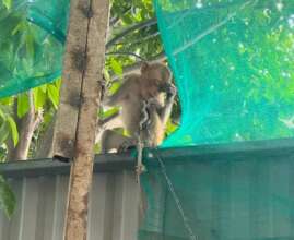 Long tailed macaque confiscated in Khanh Hoa