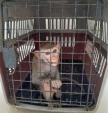 Macaque rescued in April 2021