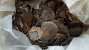 Pangolin scales seized by police in Da Nang