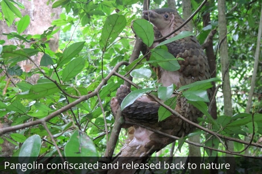 Help 30 Women Fight Wildlife Crime in Vietnam