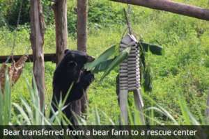 Bear transferred to a rescue center from a farm