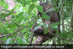 Pangolin confiscated and released to nature