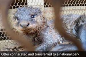 Otter confiscated and transferred to national park