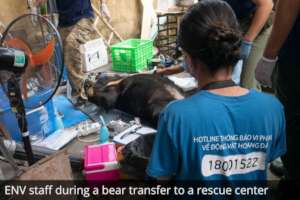 ENV staff during a bear transfer to rescue center