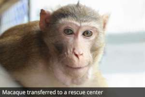 Macaque transferred to rescue center