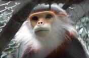 Help 30 Women Fight Wildlife Crime in Vietnam