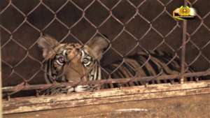 One of the tigers confiscated in Nghe An province