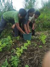 Fertilizing vegetables