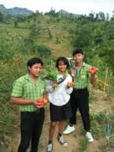 Vegetables harvesting from their garden's plot