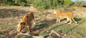 Learning natural 'lion' behaviours