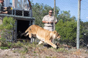 Release from the travelling crate (c) B Louwrens