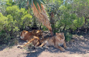 Settling in at Shamwari (c) Shamwari