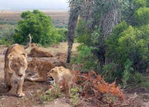 The lions at their sanctuary home