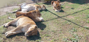 Our four lions at their sanctuary home
