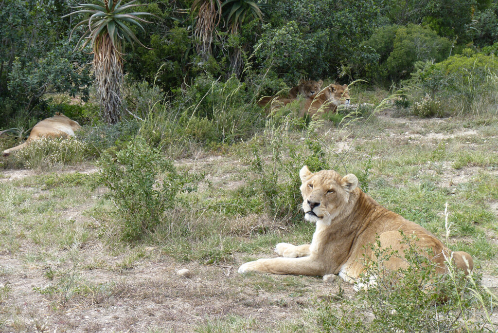 Louga front, Saida left, Bellone & Angela back